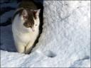 snow.jpg