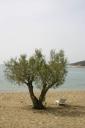 summer_tree1.jpg