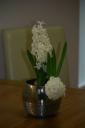 hyacinths.jpg