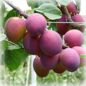 plums1
